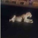 उदयपुर—नाथद्वारा हाईवे पर वाहन की टक्कर से तेंदुआ घायल