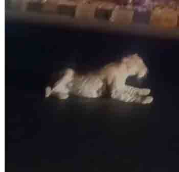 उदयपुर—नाथद्वारा हाईवे पर वाहन की टक्कर से तेंदुआ घायल